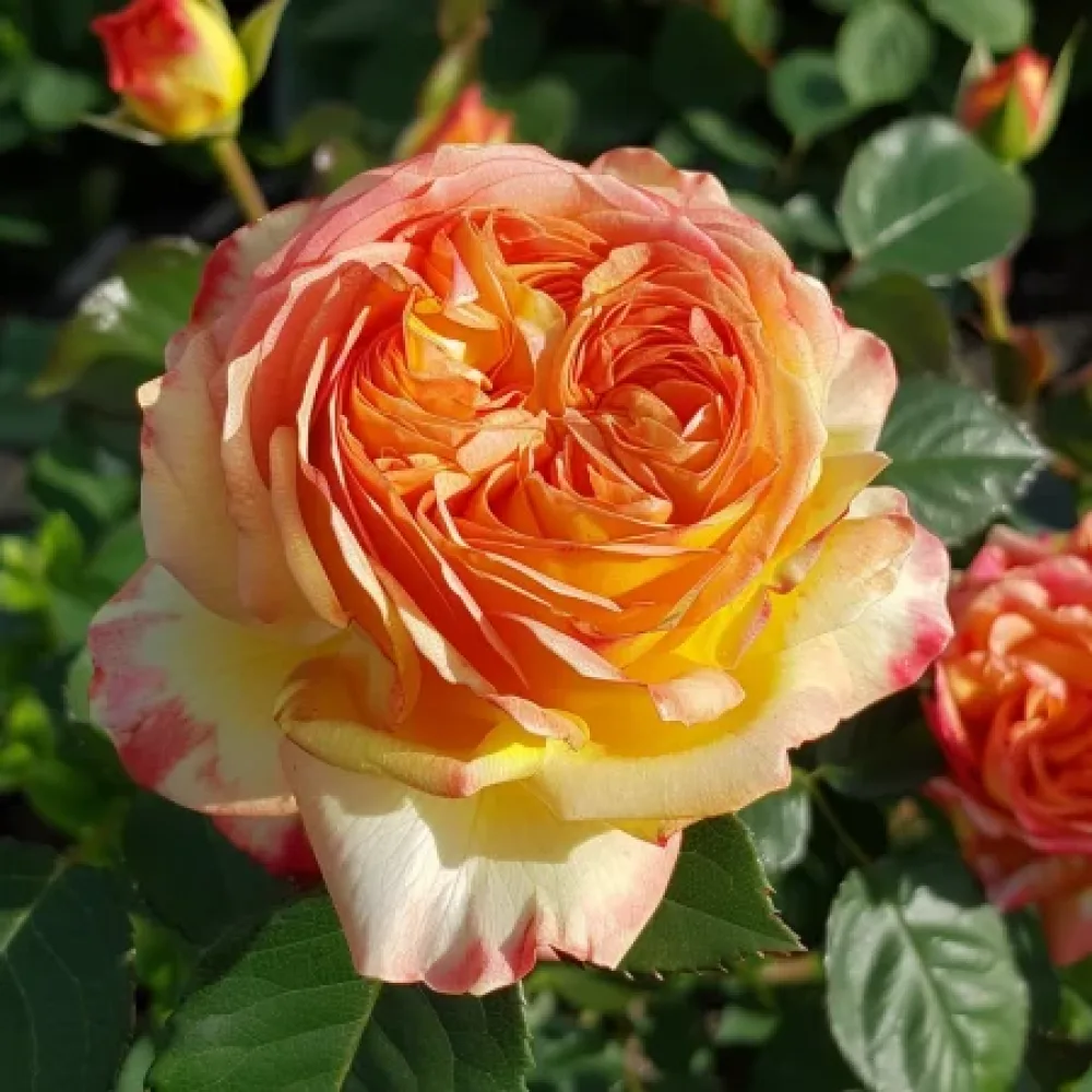 Vrtnica Mango Glow - z golimi koreninami