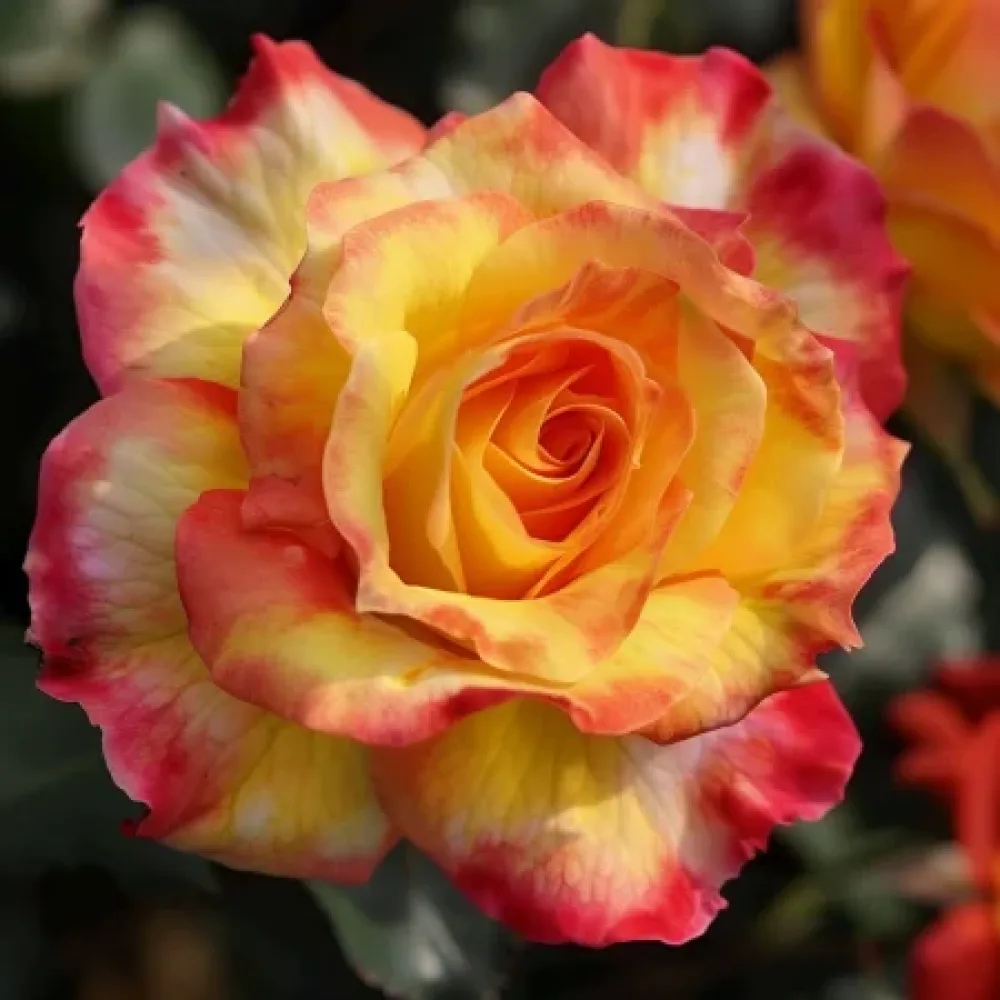 Vrtnica Golden Orange Whirlwind – z golimi koreninami