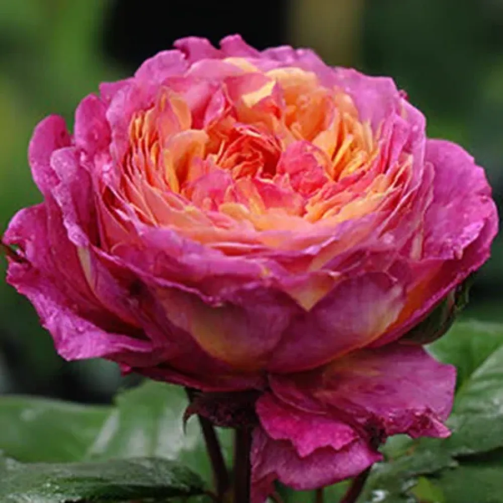 Vrtnica Tender Pink Flirt – z golimi koreninami
