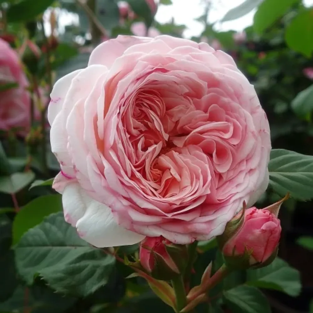 Vrtnica Pink Flame – z golimi koreninami