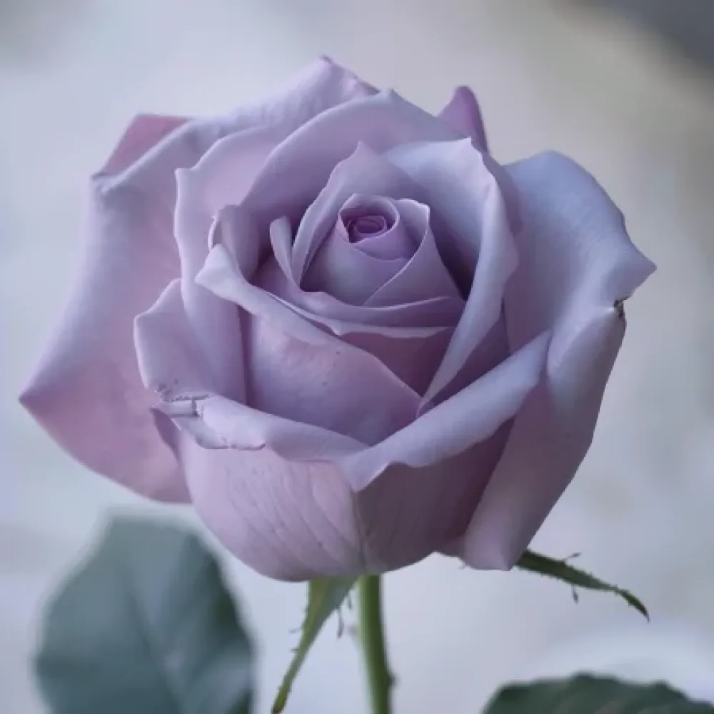 Vrtnica Blooming Symphony - z golimi koreninami