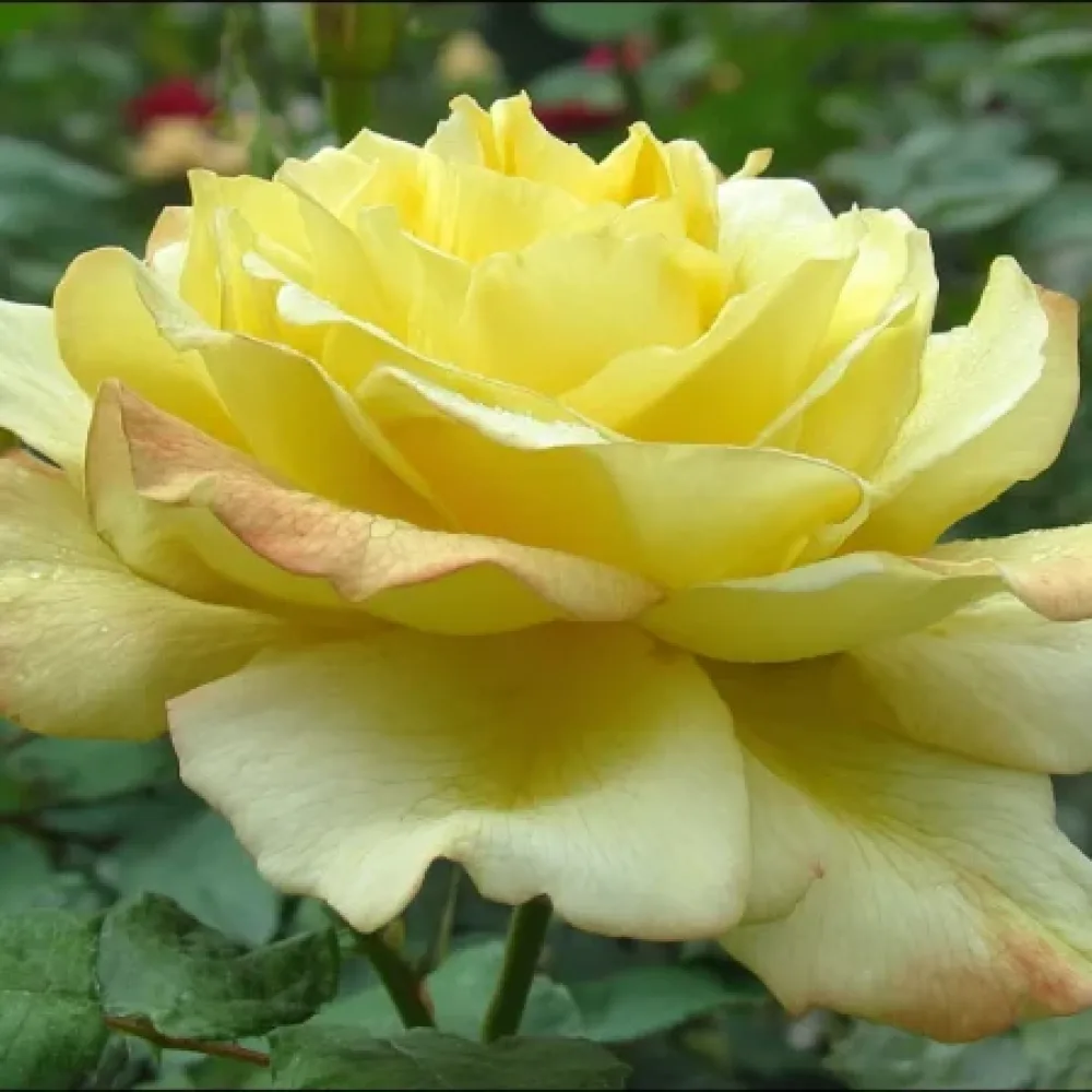 Vrtnica Radiant Gold - z golimi koreninami