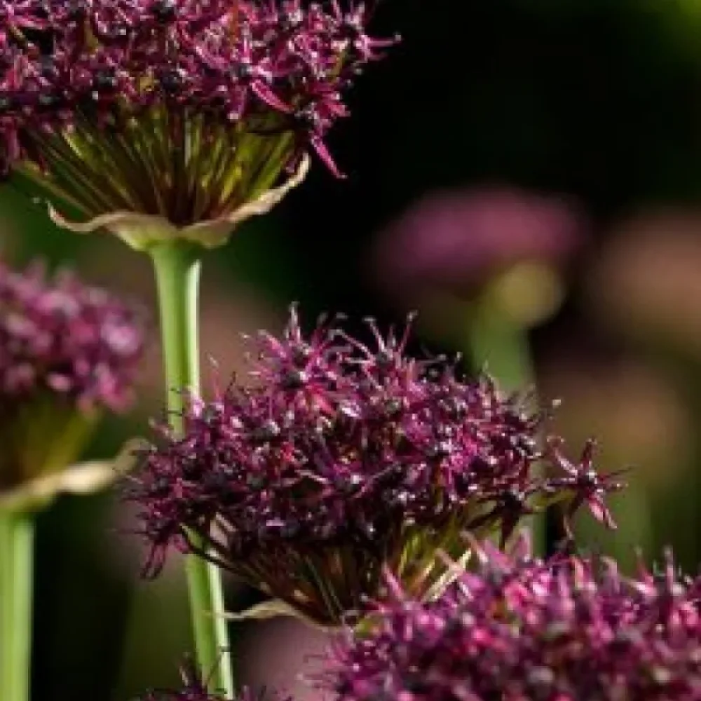 Okrasni luk Atropurpureum (temno škrlaten)