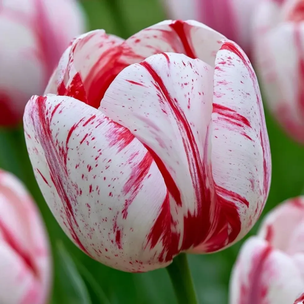 Tulipan One Direction (kremni)