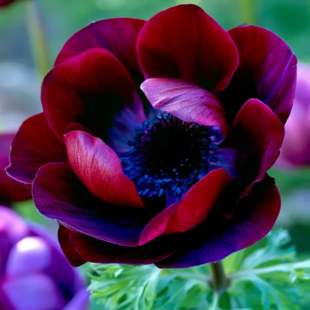 Anemona Mistral Bordeaux (bordo)