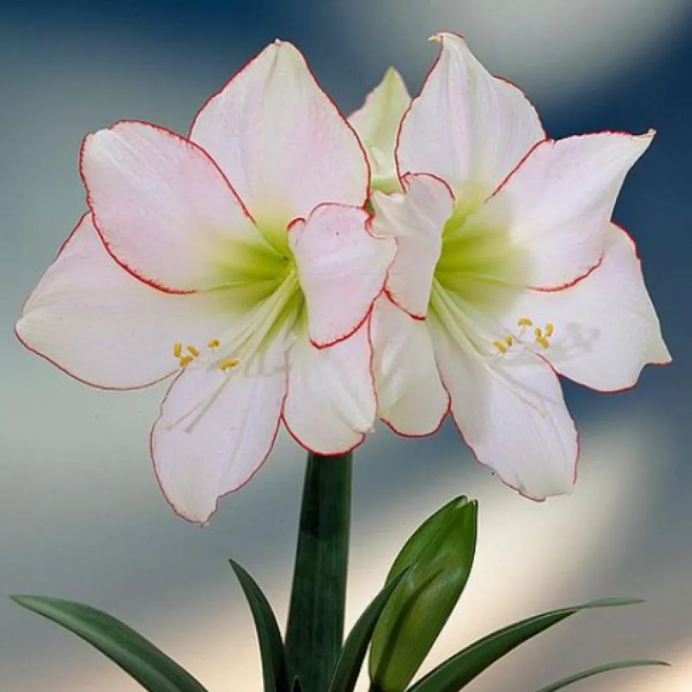Amarilis Picotee (beli)
