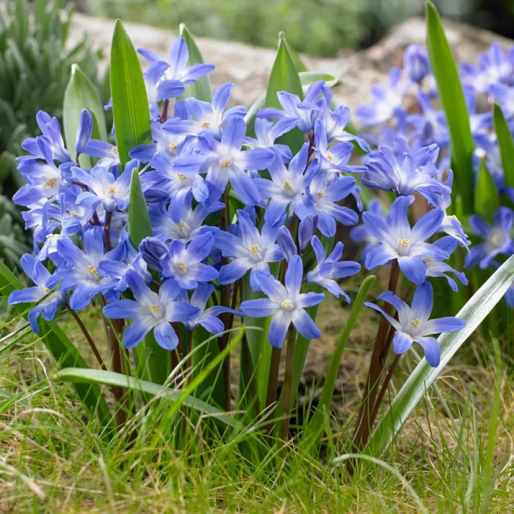 Kionodoksa Blue Giant (modra)