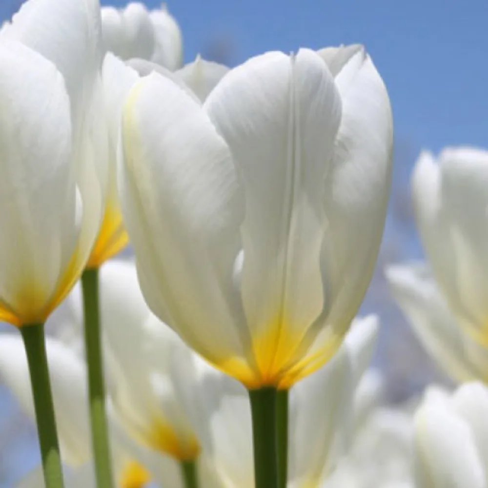 Tulipan Purissima (beli)