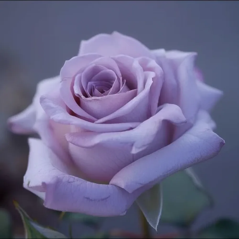 Vrtnica Blooming Symphony - z golimi koreninami