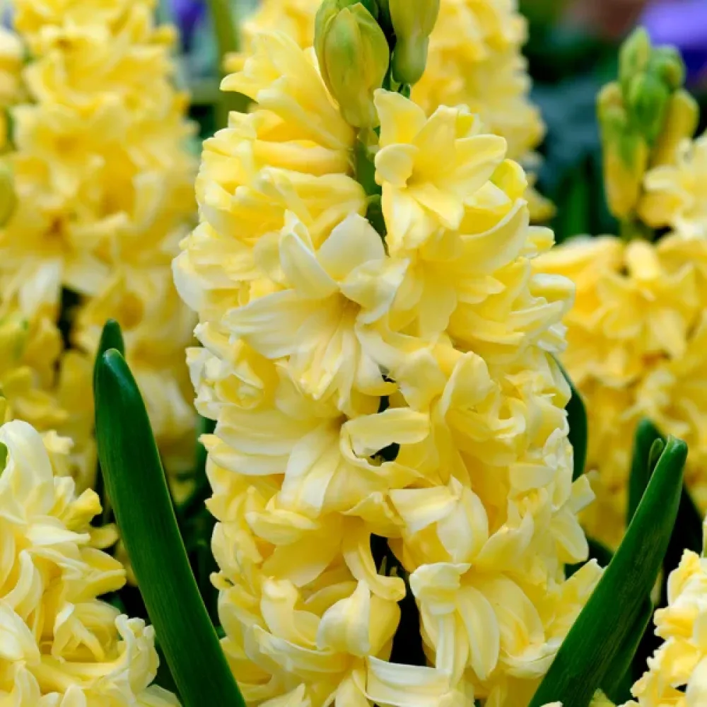 Hijacinta Yellow Queen (kremna)