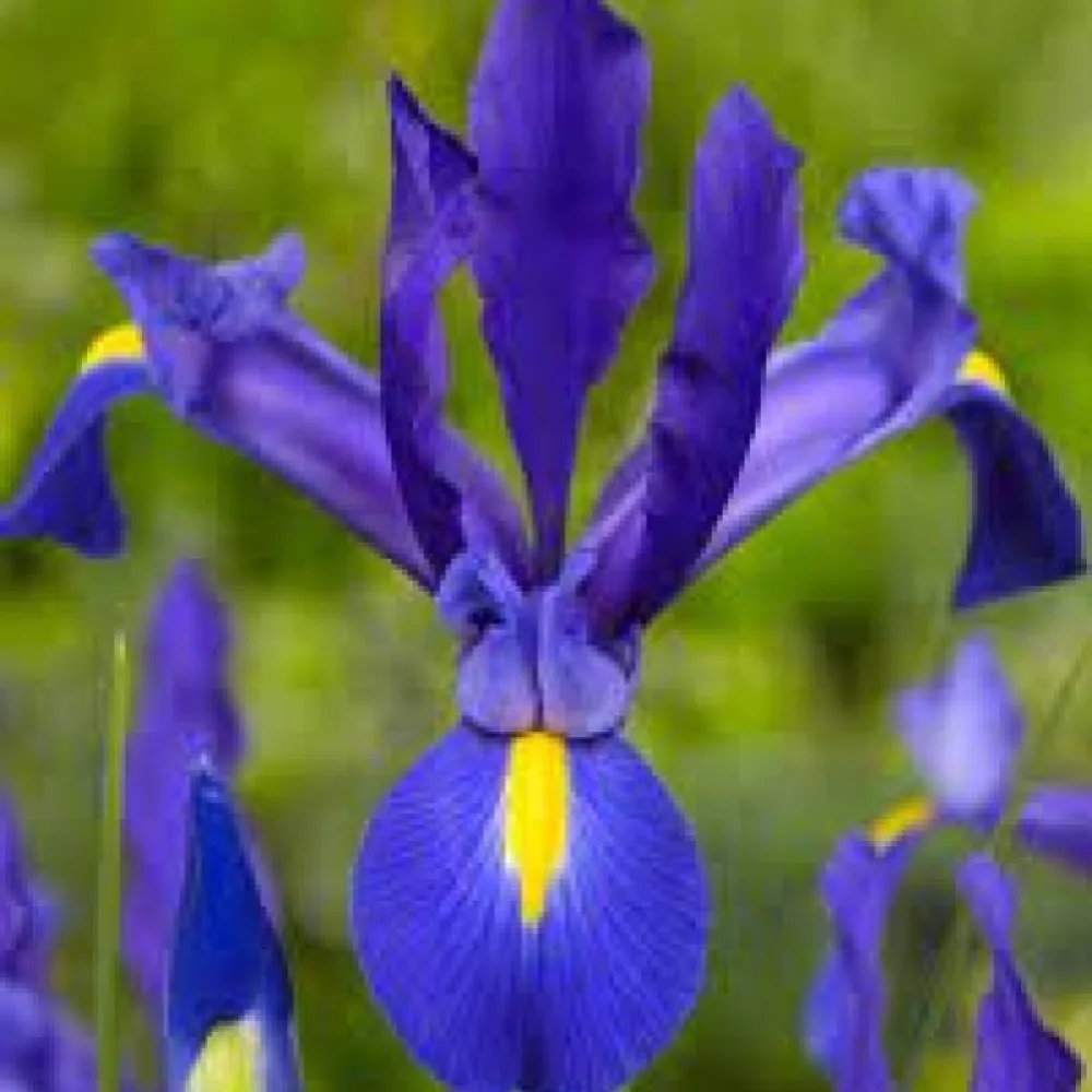 Perunika Blue Magic Hollandica (modra)