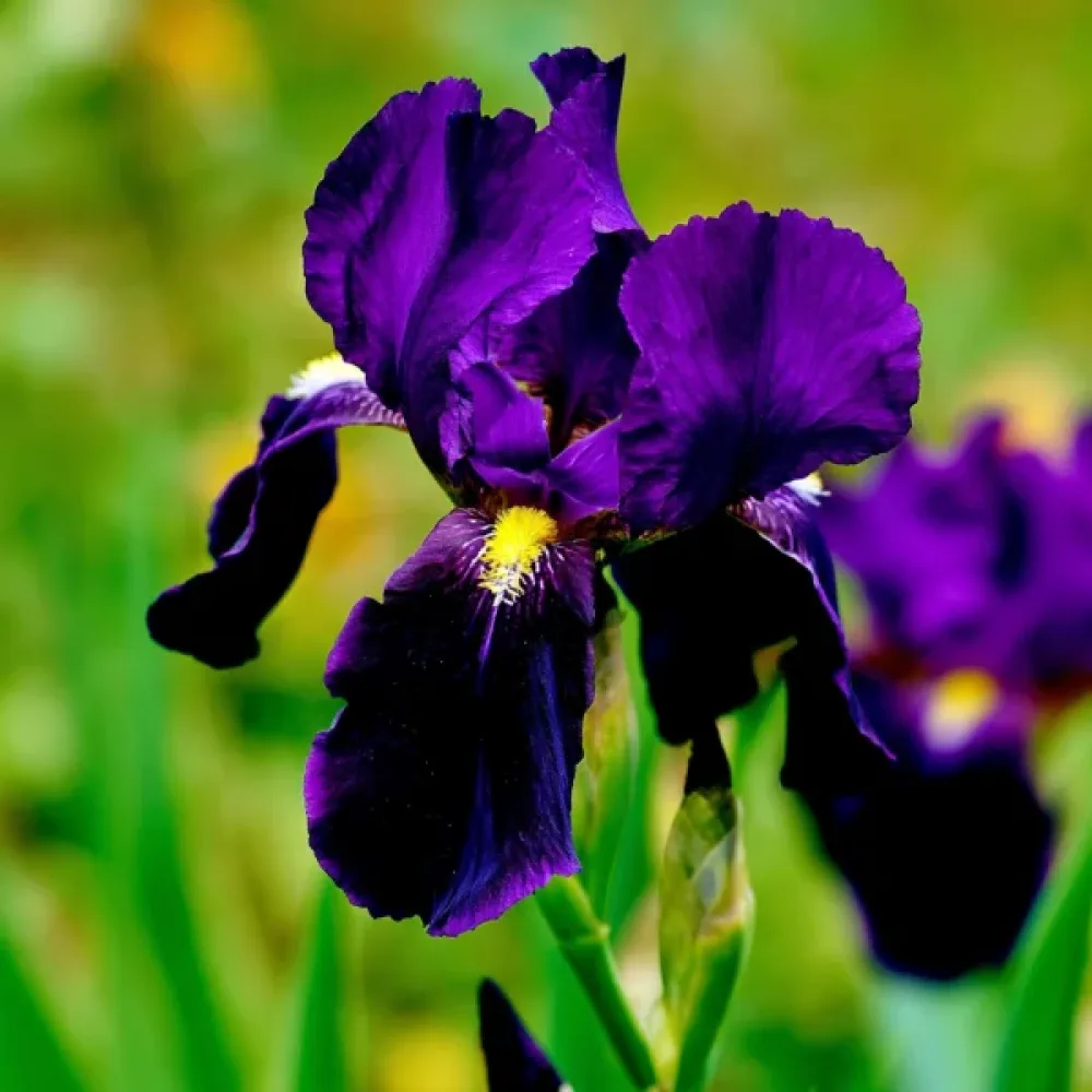 Iris Purple Sensation Hollandica (vijolični)