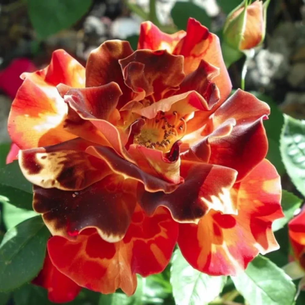 Vrtnica Brown Pearls – z golimi koreninami