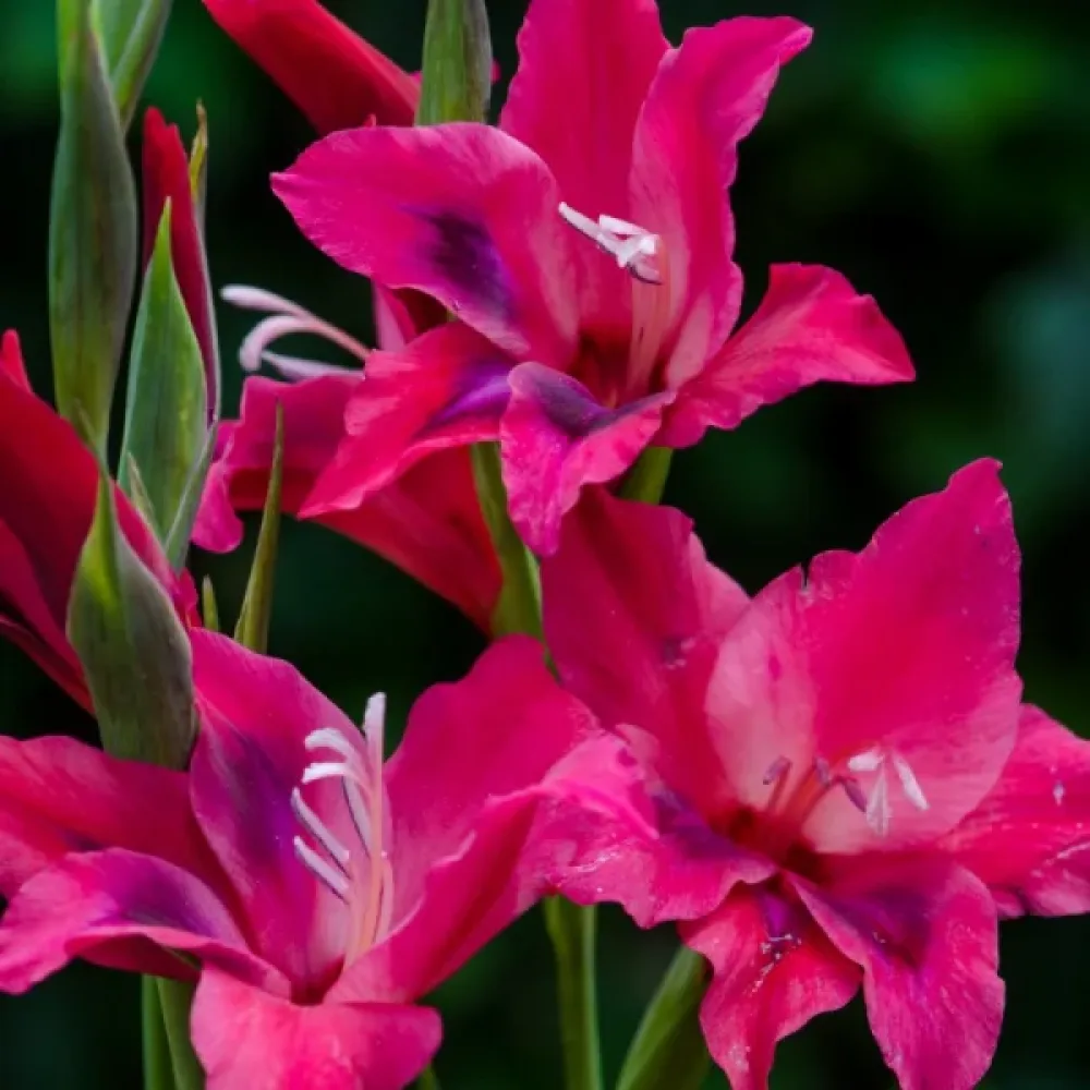 Gladiola Vulcano (ognjena)