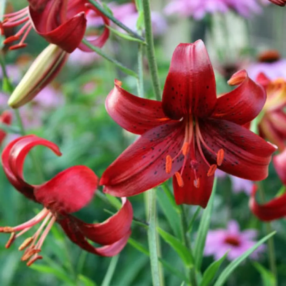 Lilija Red Velvet (rdeča)