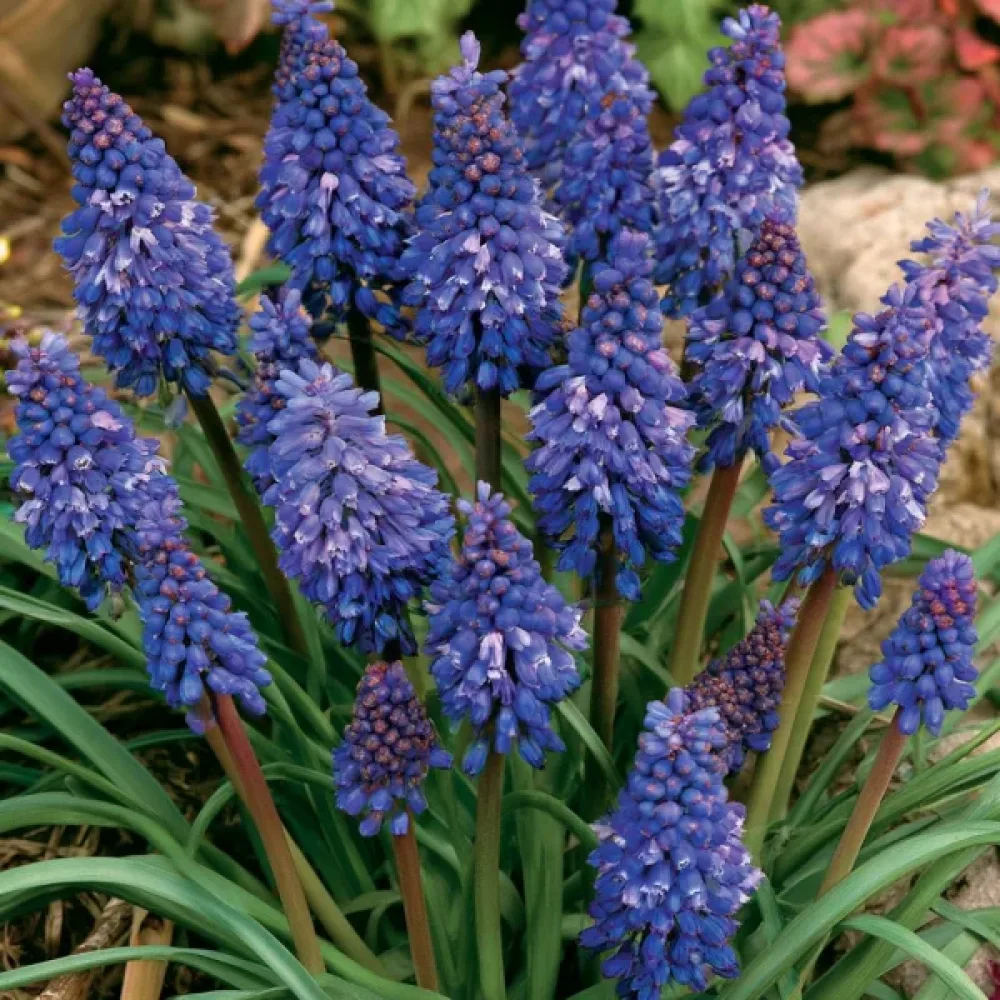Muskari Blue Spike Armeniacum (modri)