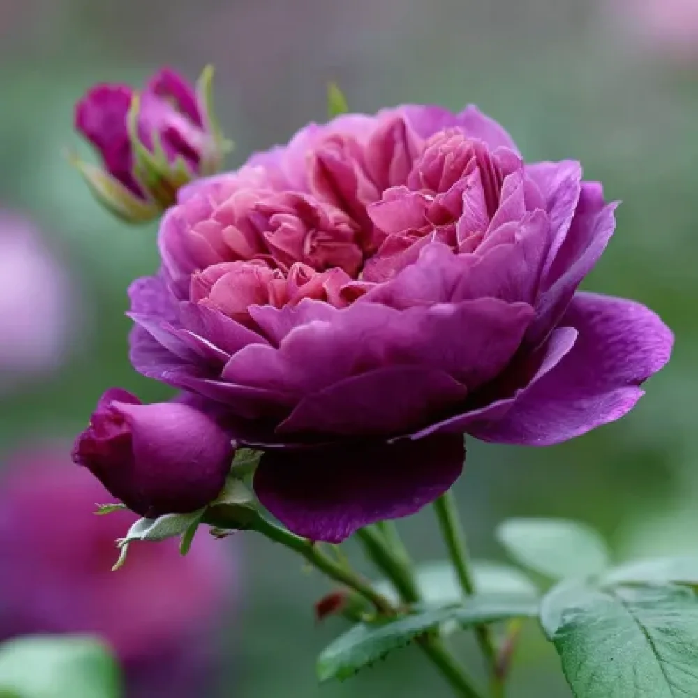 Vrtnica Purple Harmony - z golimi koreninami