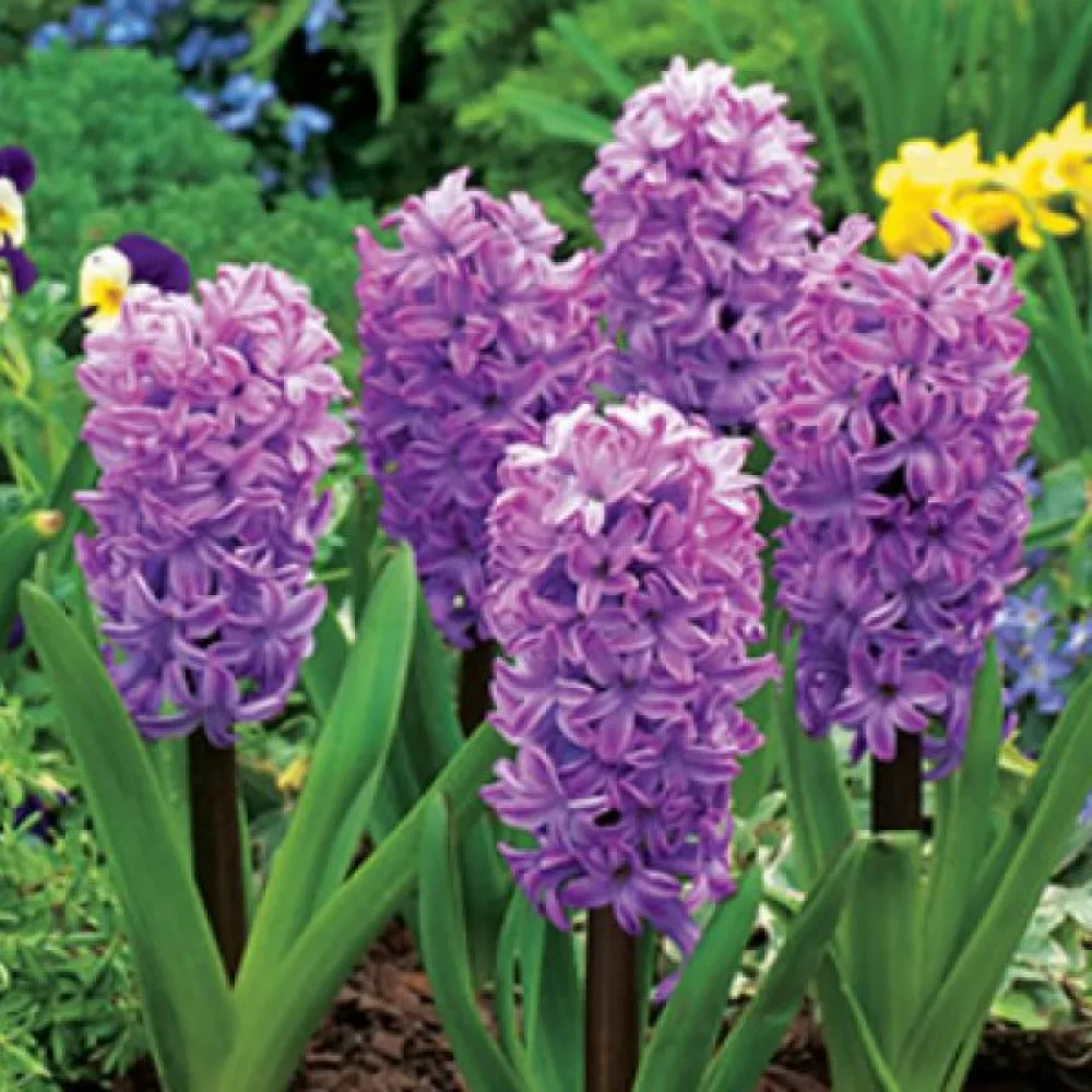 Hijacinta Splendid Cornelia (vijolična)