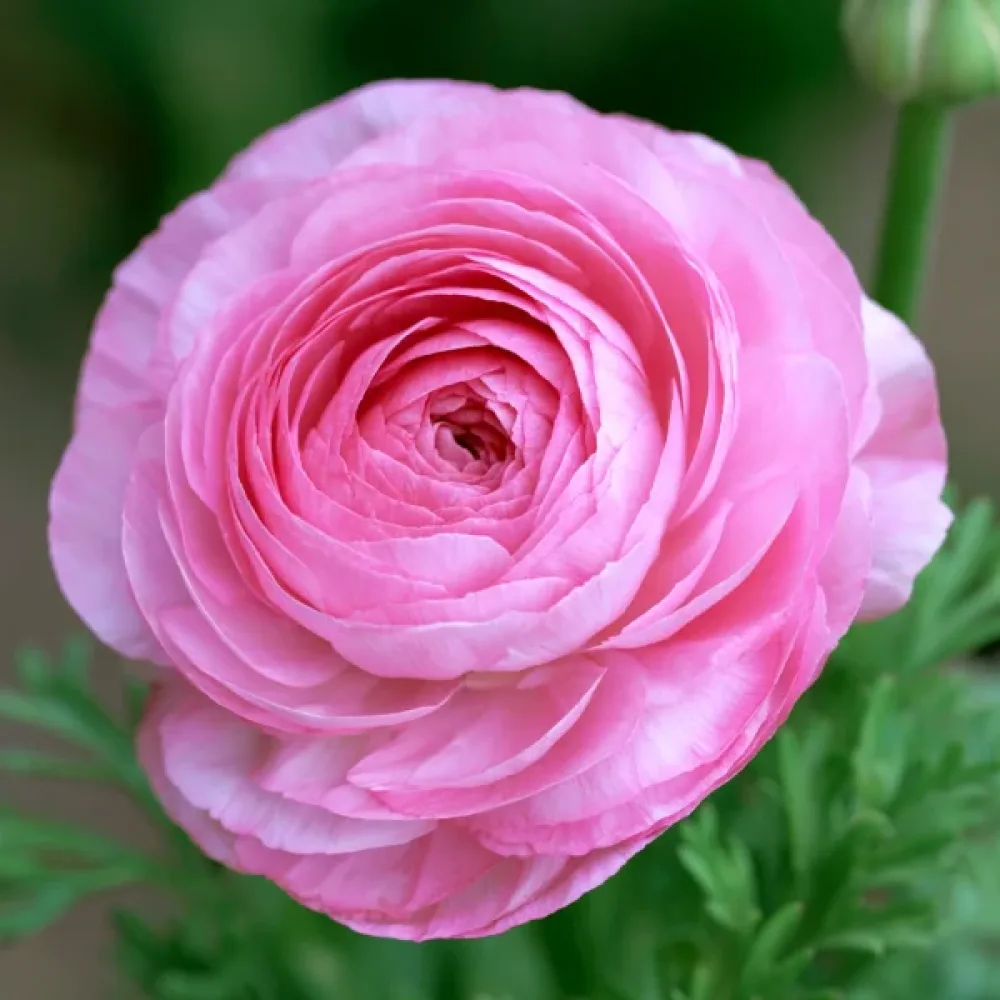 Ranunkula Pink Tomer (rožnata)