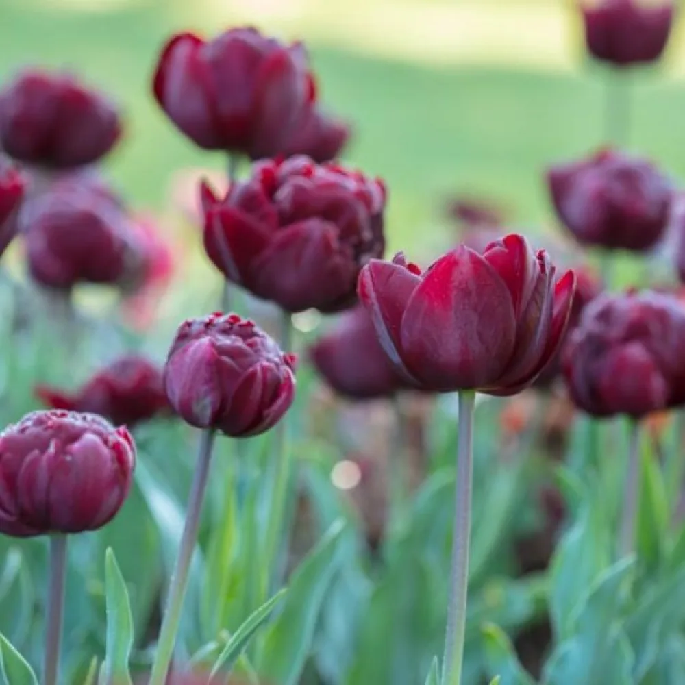 Tulipan Uncle Tom (temen)