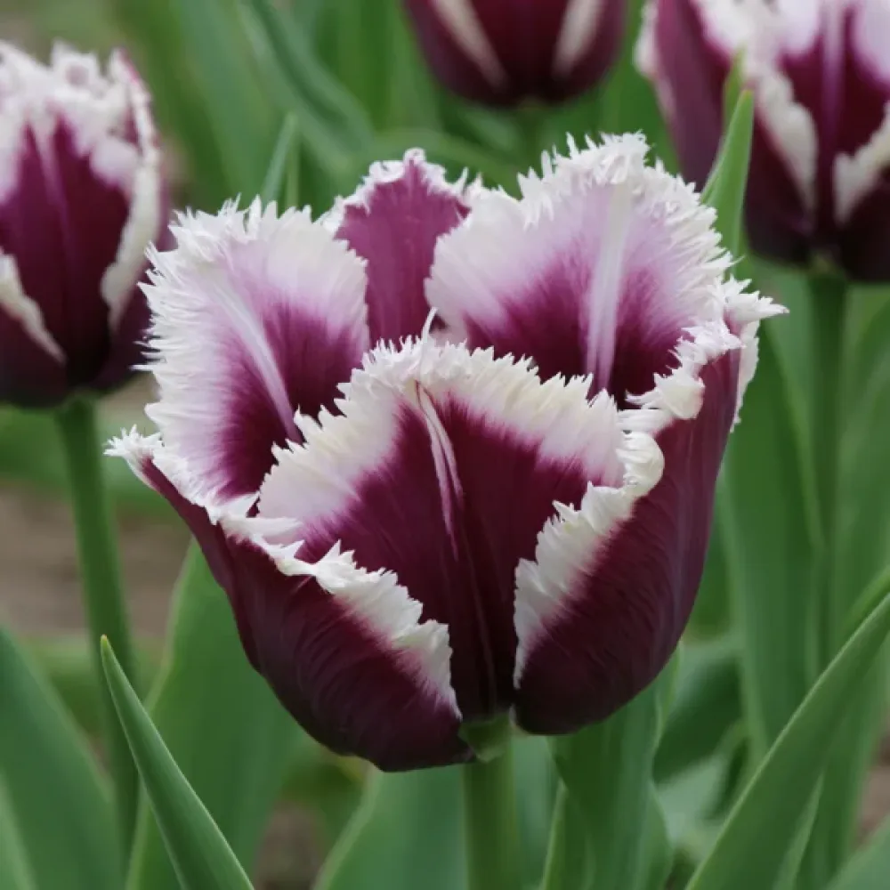 Tulipan Rimini (vijolični)