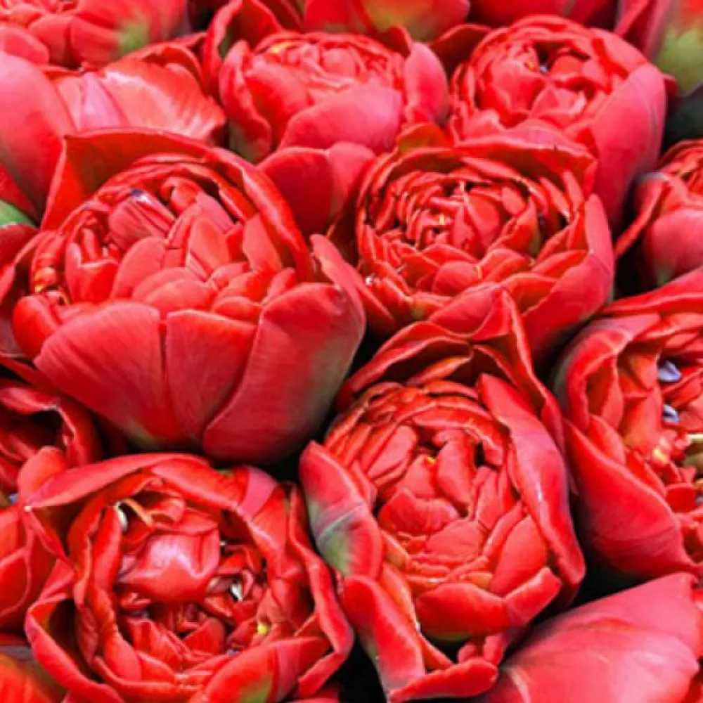 Tulipan Miranda (škrlatni)