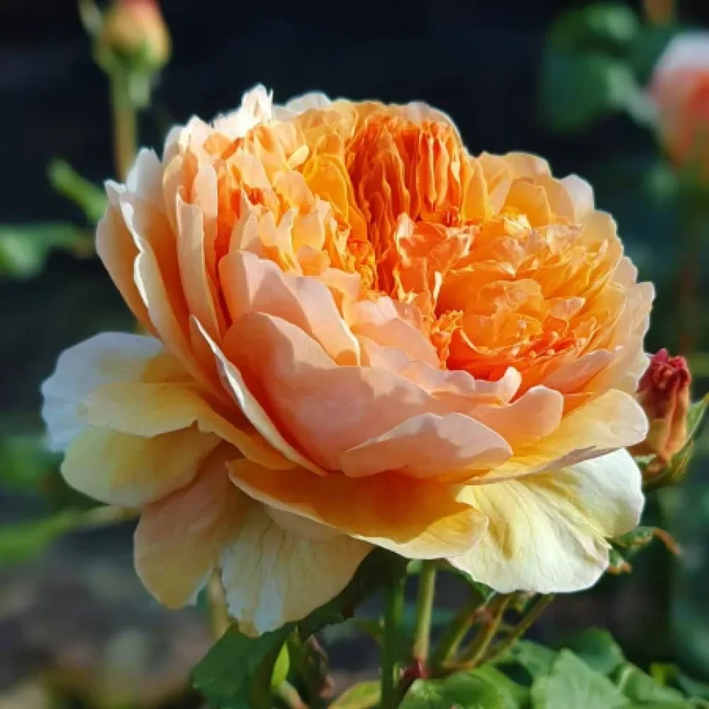 Vrtnica Sofia Garden - z golimi koreninami