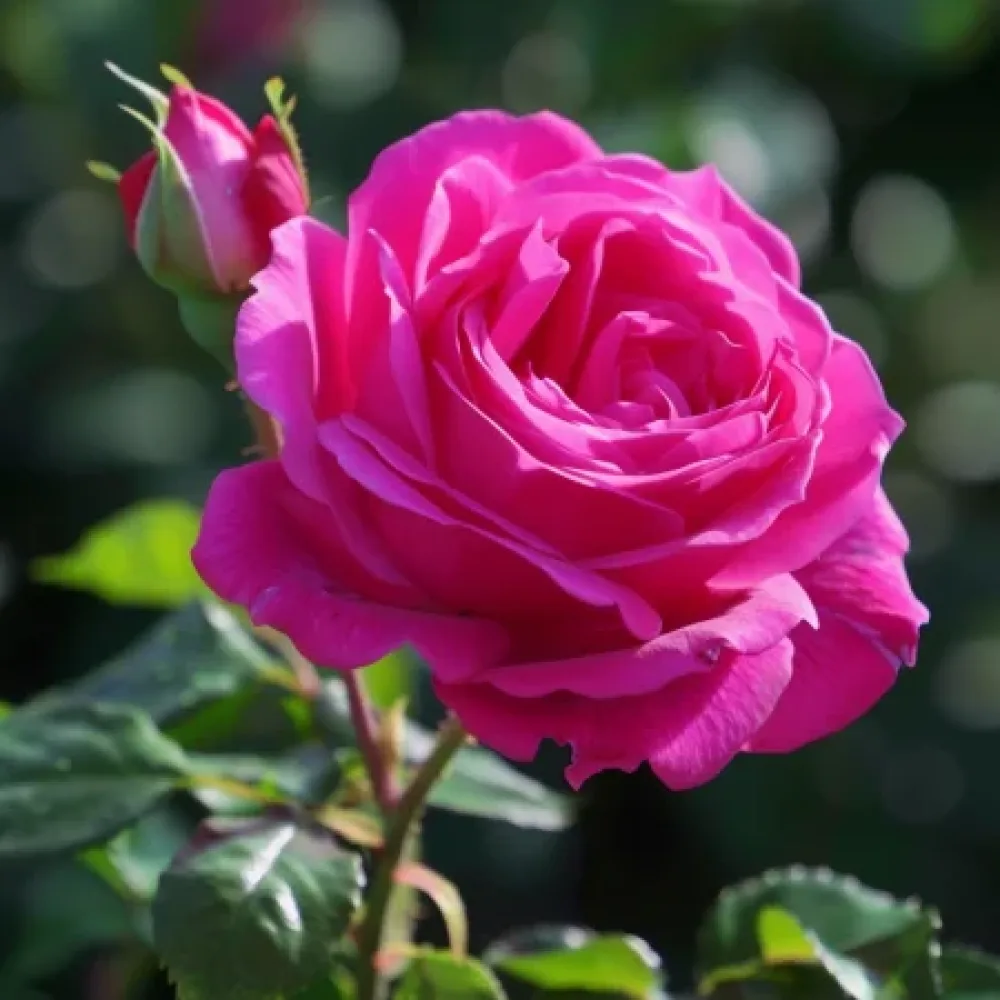 Vrtnica Blooming Cloud – z golimi koreninami