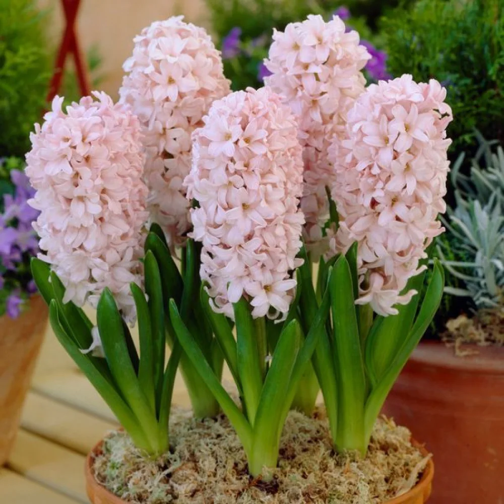 Hijacinta China Pink