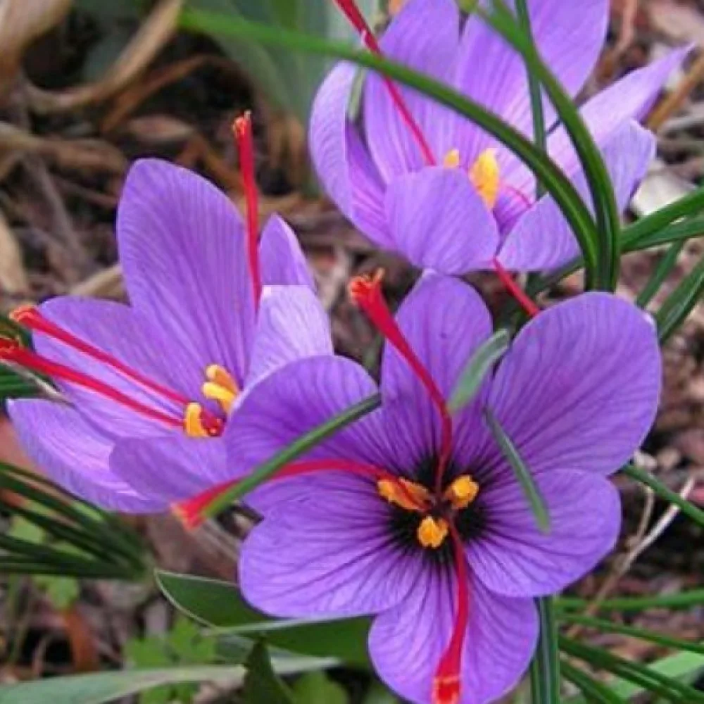 Žafran Sativus Organic (začimbni)