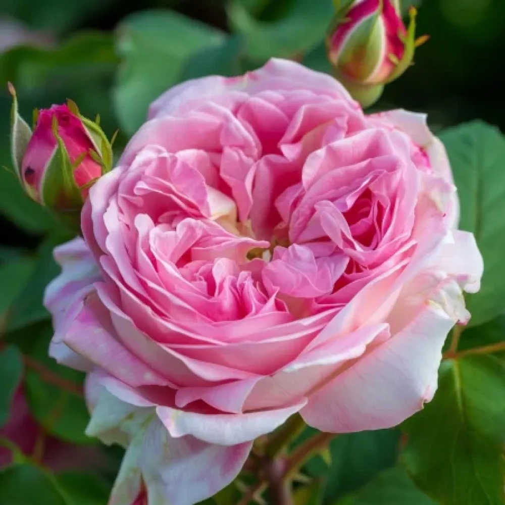 Vrtnica Pink Sentinel - z golimi koreninami