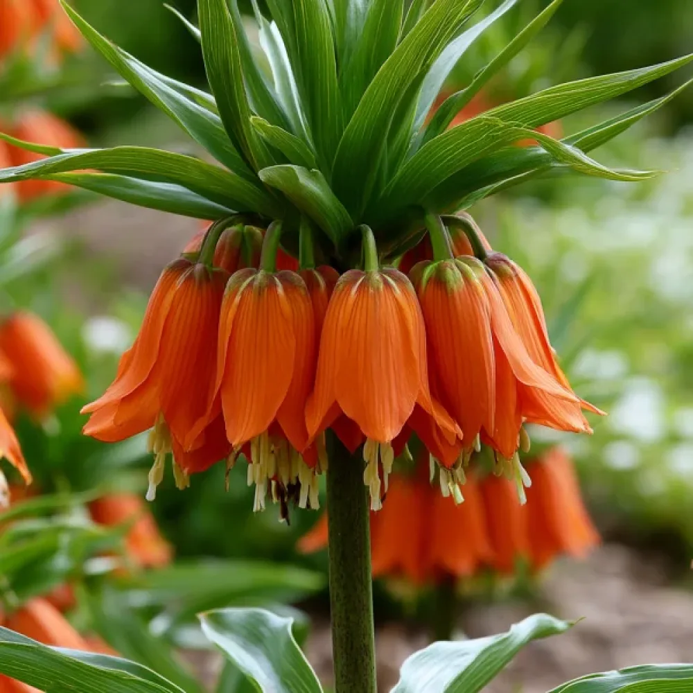 Logarica Aurora Imperialis (oranžna)