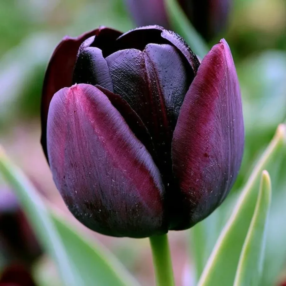 Tulipan Paul Scherer (črni)