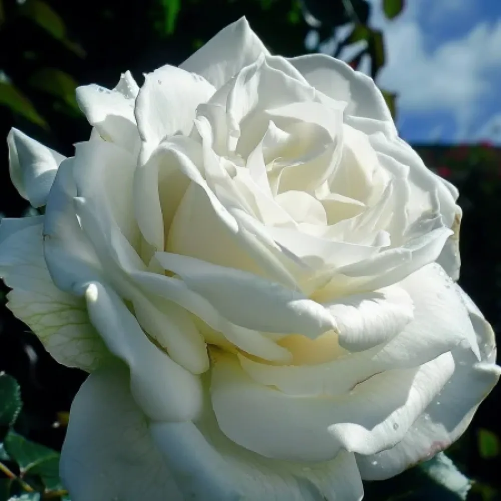 Vrtnica Cream Elegance – z golimi koreninami