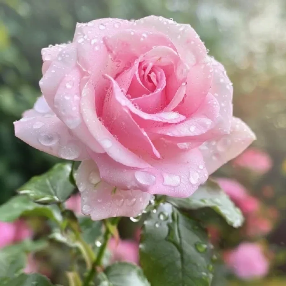 Vrtnica Pink Benedict - z golimi koreninami