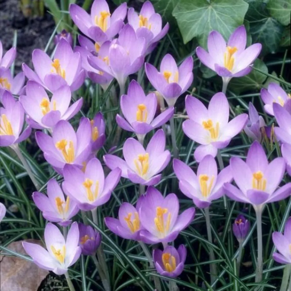Žafran Barrs Purple Tommasianus (vijolični)