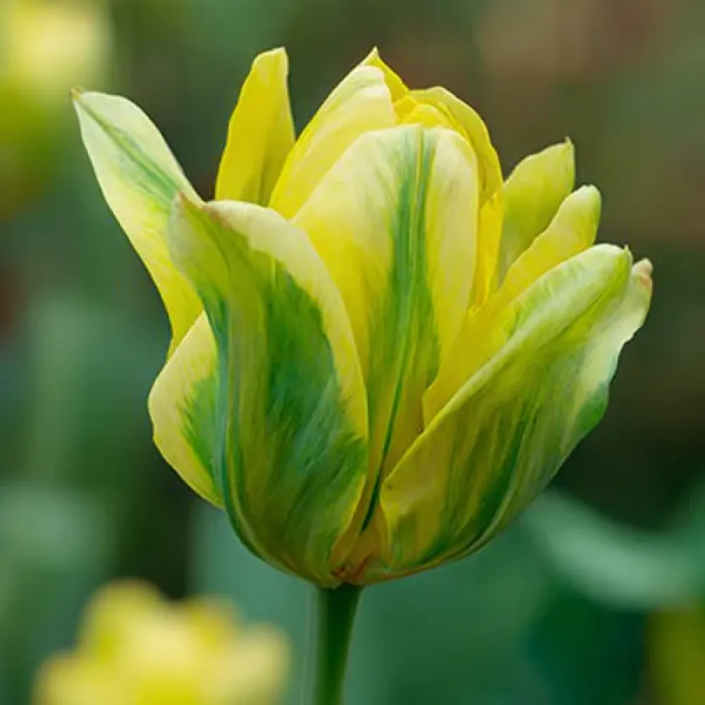 Tulipan Formosa (rumeni)