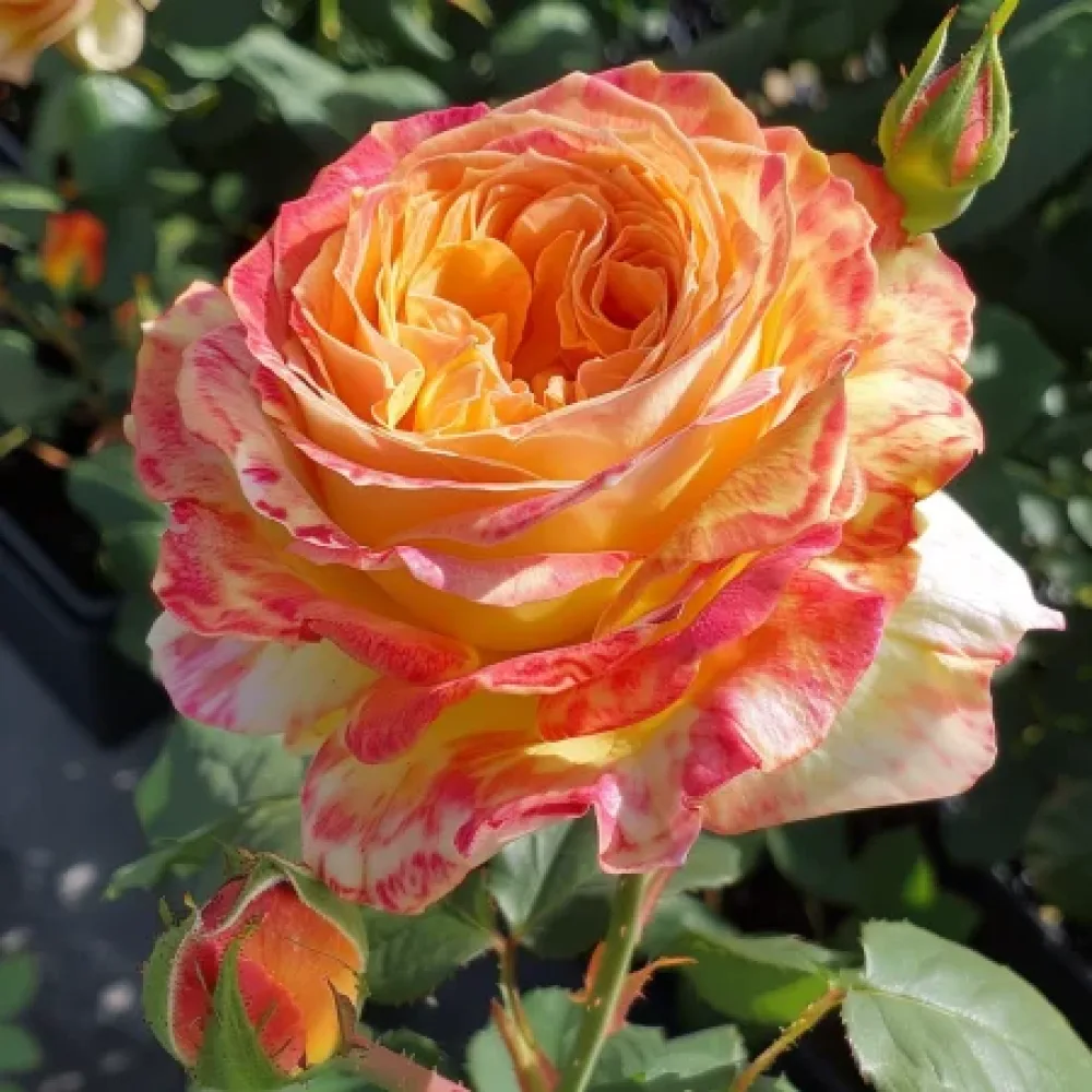 Vrtnica Mango Glow - z golimi koreninami