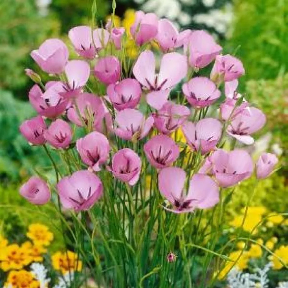 Kalohortus Cupido