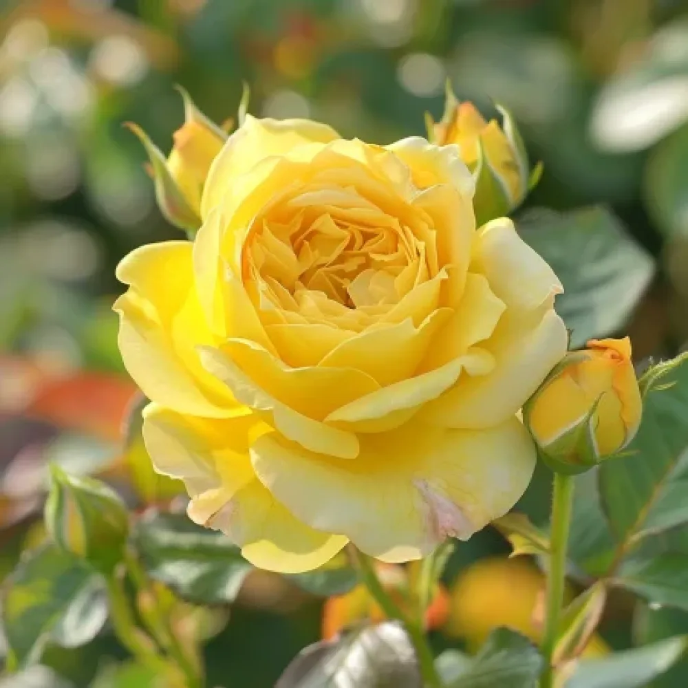 Vrtnica Citrus Harmony - z golimi koreninami
