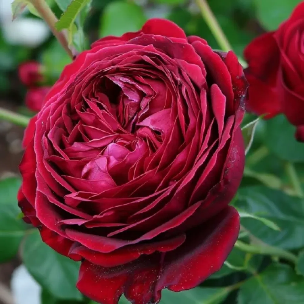 Vrtnica Royal Ruby – z golimi koreninami