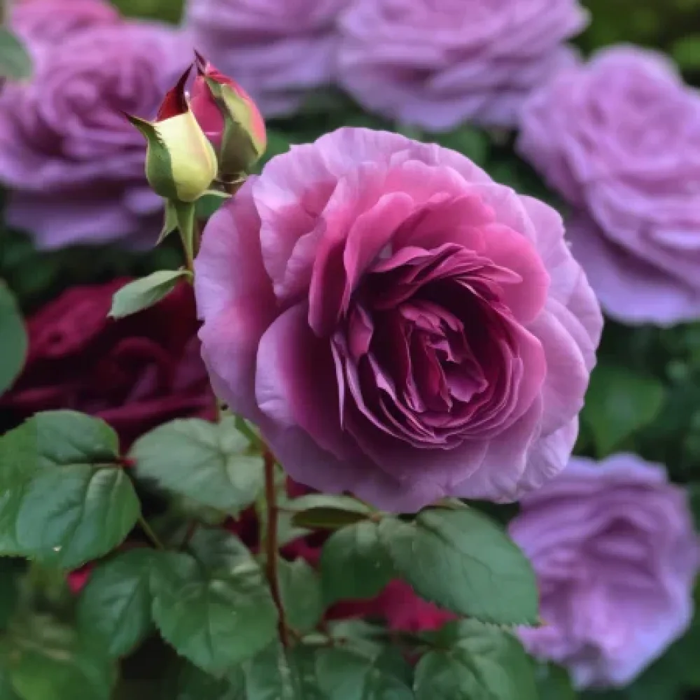 Vrtnica Magenta Temptation - z golimi koreninami