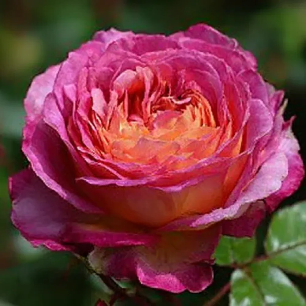 Vrtnica Tender Pink Flirt – z golimi koreninami