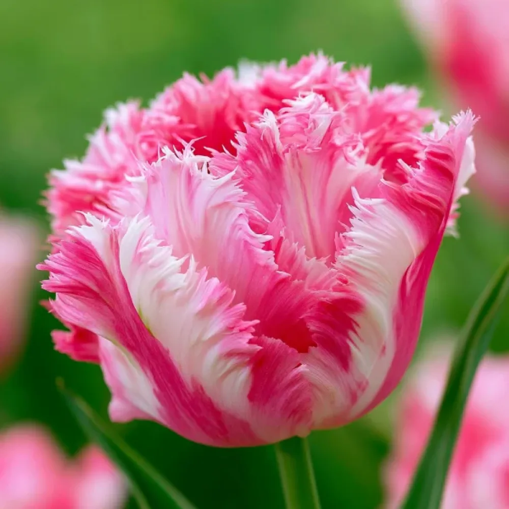 Tulipan Crispion Sweet (kremni)