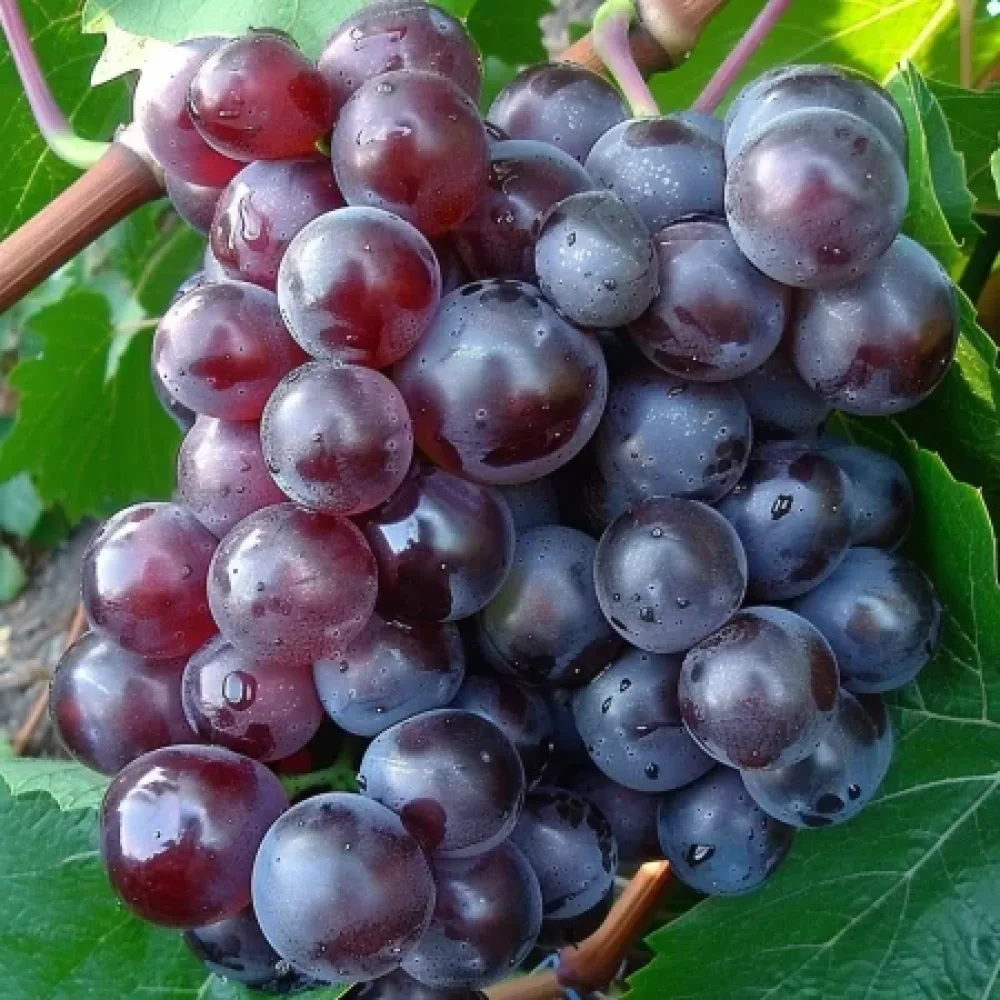 Vinska trta Rusalka 3 – brezsemenska namizna sorta grozdja