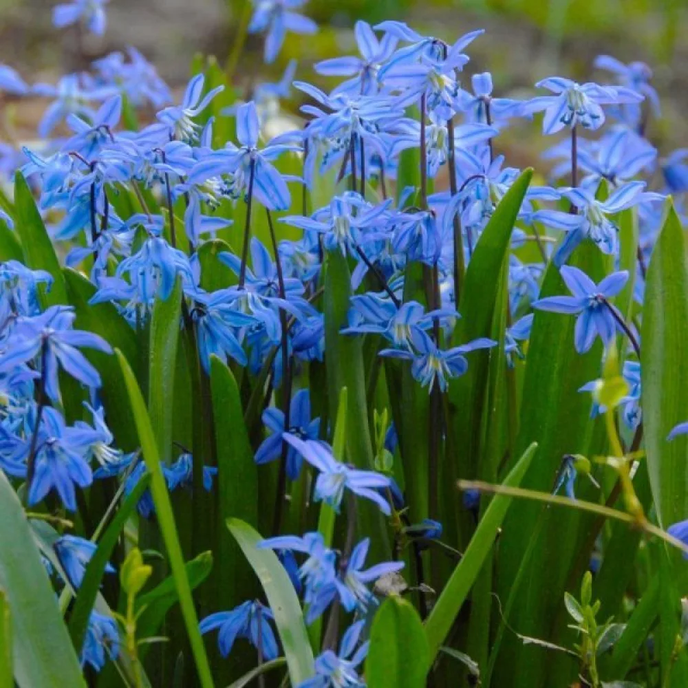 Morska čebulica Siberica (modra)