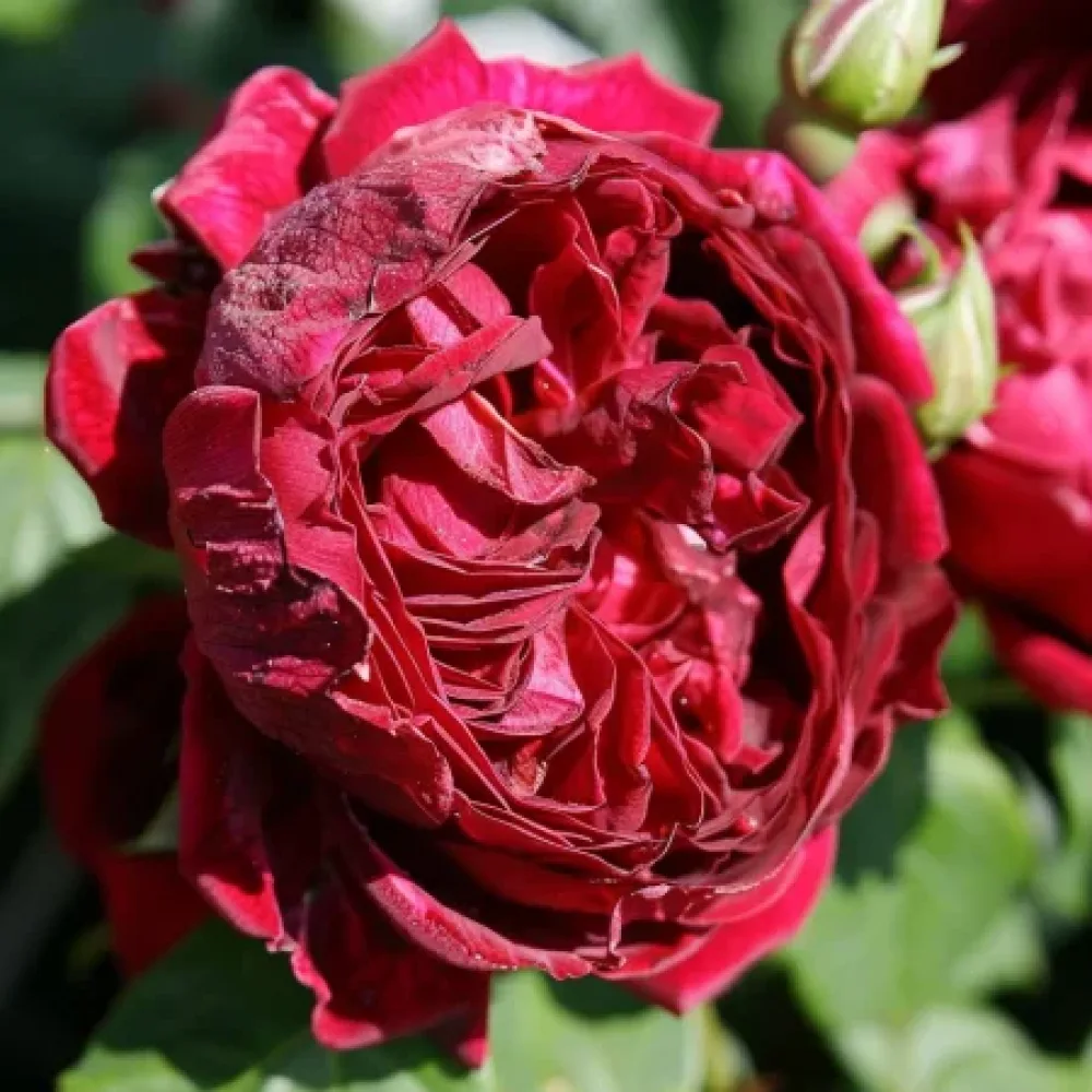 Vrtnica Royal Ruby – z golimi koreninami