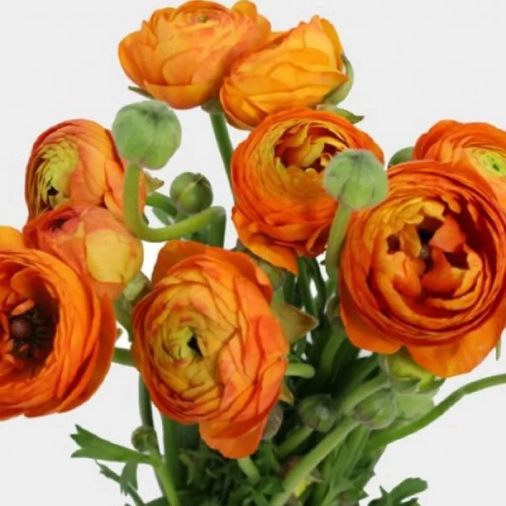 Zlatica orange (oranžna)