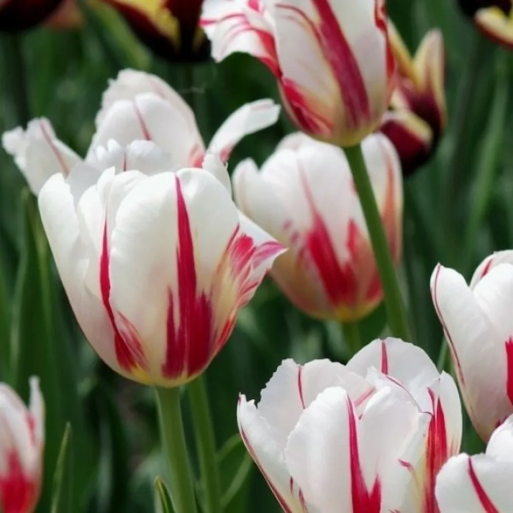 Tulipan Salsa (dvobarven)