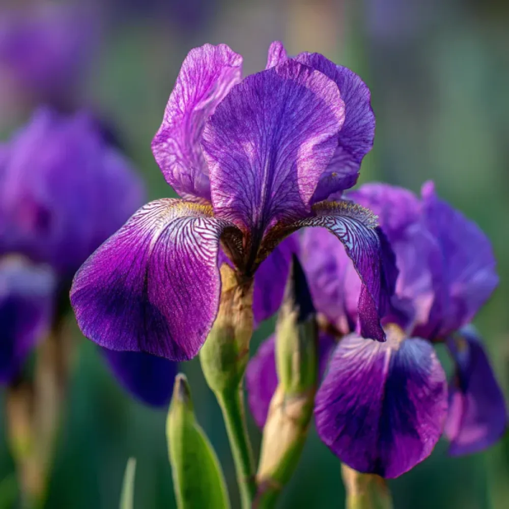 Perunika Discovery Purple (vijolična)